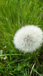 Close-up of dandelion