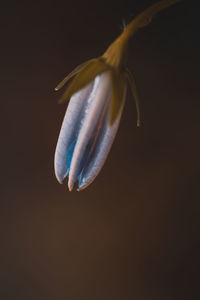 Close-up of fish against black background