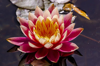 Close-up of lotus water lily in the city park pond