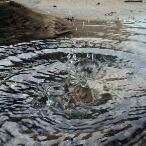 Close-up of turtle in water