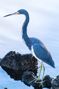 Side view of a bird perching on rock