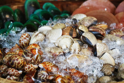 Close-up of shells for sale at market