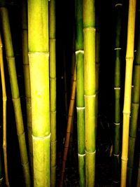 Full frame shot of bamboo plants