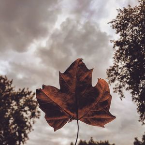 Low angle view of maple leaves against sky