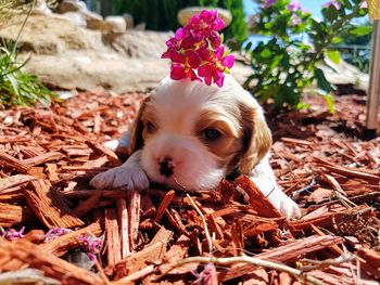 Close-up portrait of dog