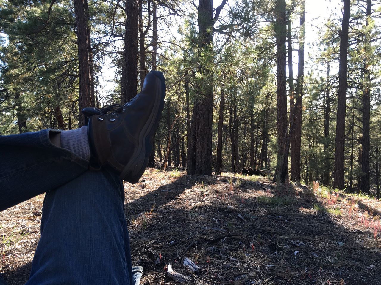 LOW SECTION OF PERSON ON TREE TRUNK