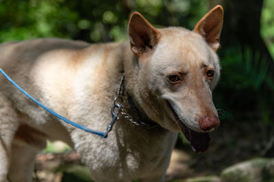 Close-up portrait of dog