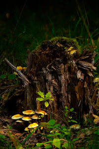 Close-up of mushrooms growing on log in forest