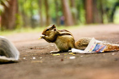 Squirrel on rock