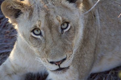 Close-up portrait of a cat