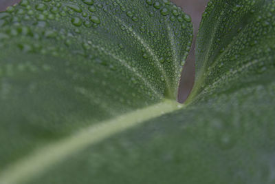 Close-up of wet plant