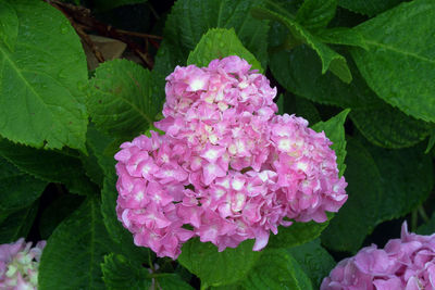 Close-up of pink hydrangea flowers