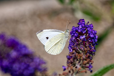 Close-up of butterfly pollinating on purple flower