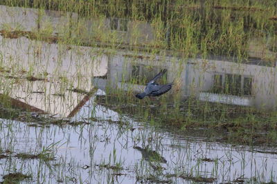 View of birds flying over lake