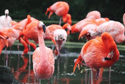 Flock of flamingo in lake