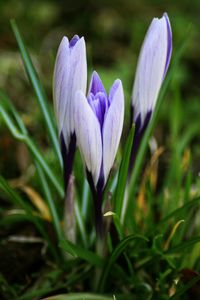 Close-up of purple crocus blooming outdoors