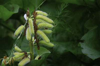 Close-up of insect on plant