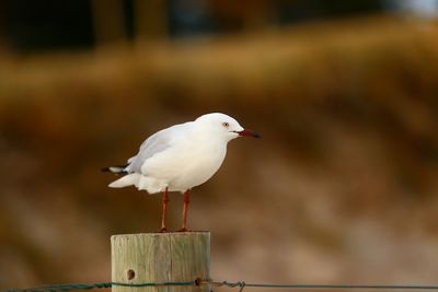 Close-up of seagull perching on railing