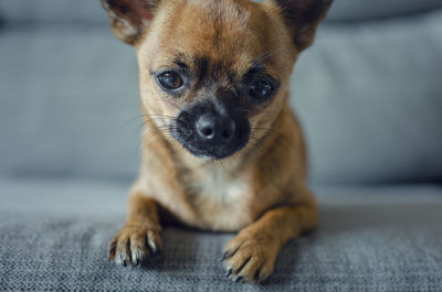 Close-up portrait of a dog