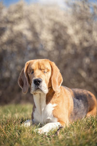 View of a dog looking away