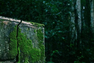 Close-up of moss on tree