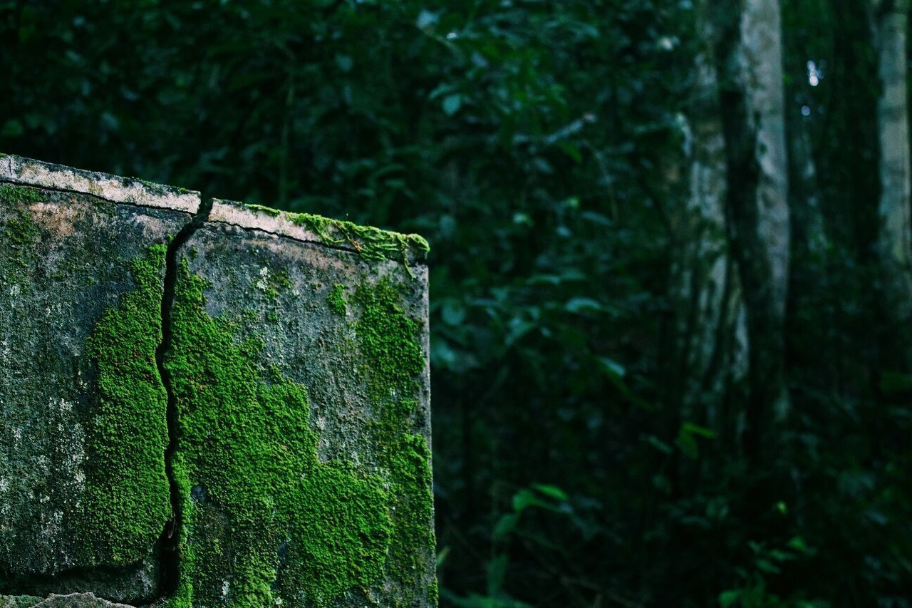 CLOSE-UP OF MOSS ON TREE TRUNK