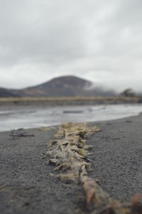 Surface level of beach against sky