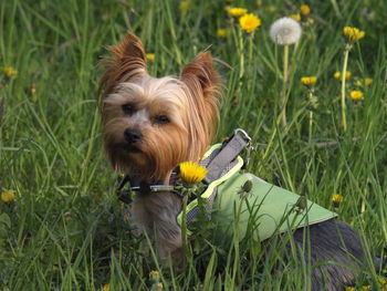 View of a dog on field