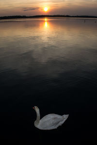 Swan swimming in lake at sunset