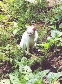 Portrait of cat sitting on grass