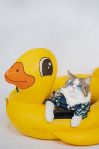 Songkran and summer with scottish cat wearing summer cloth and sunglasses on duck rubber ring
