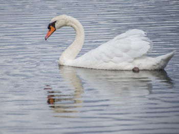 Swan swimming in lake