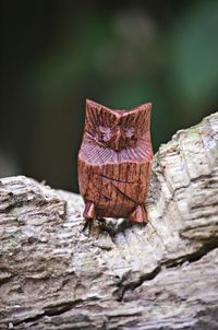 Close-up of butterfly perching on leaf