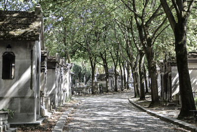 Footpath amidst trees and plants in city