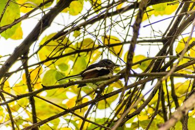 Low angle view of bird perching on tree