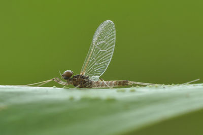 Close-up of butterfly on leaf