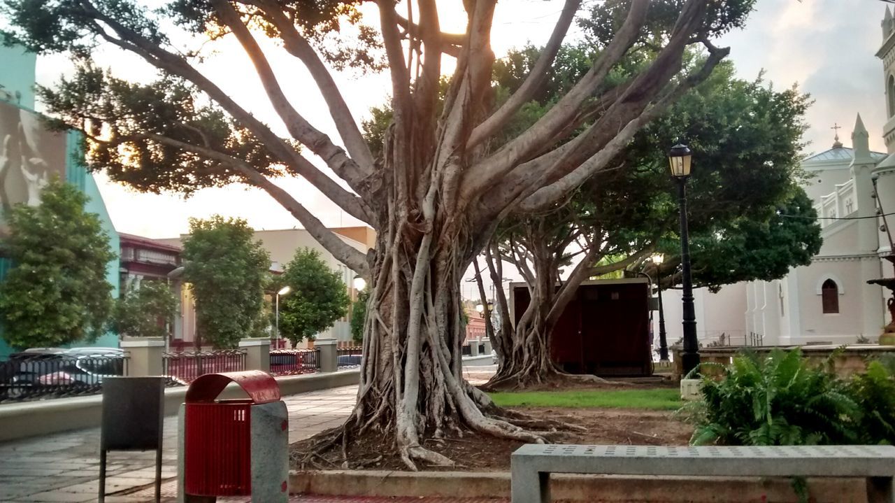 tree, architecture, building exterior, built structure, palm tree, sky, house, city, residential building, growth, residential structure, building, day, outdoors, no people, railing, tree trunk, incidental people, sunlight, branch