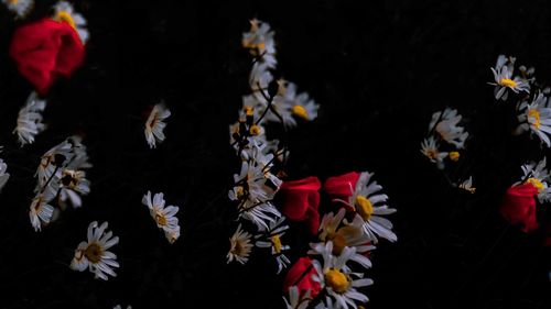 Close-up of white flowers blooming outdoors