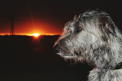 Close-up of dog against sky during sunset