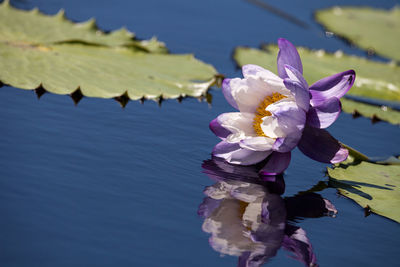 Close-up of lotus water lily in lake