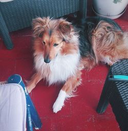 High angle view of dog sitting on chair