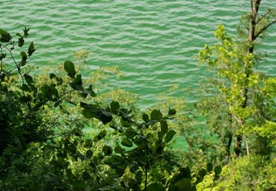 High angle view of fresh green plants in sea