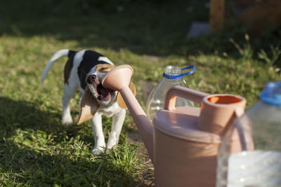 Puppy chewing on watering can