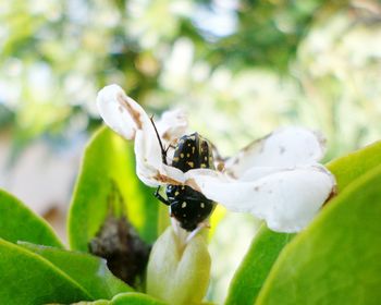 Close-up of insect on flower