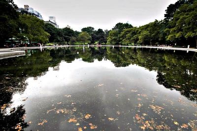 Reflection of trees in water