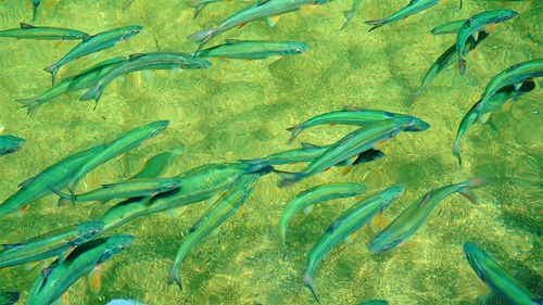 School of fish