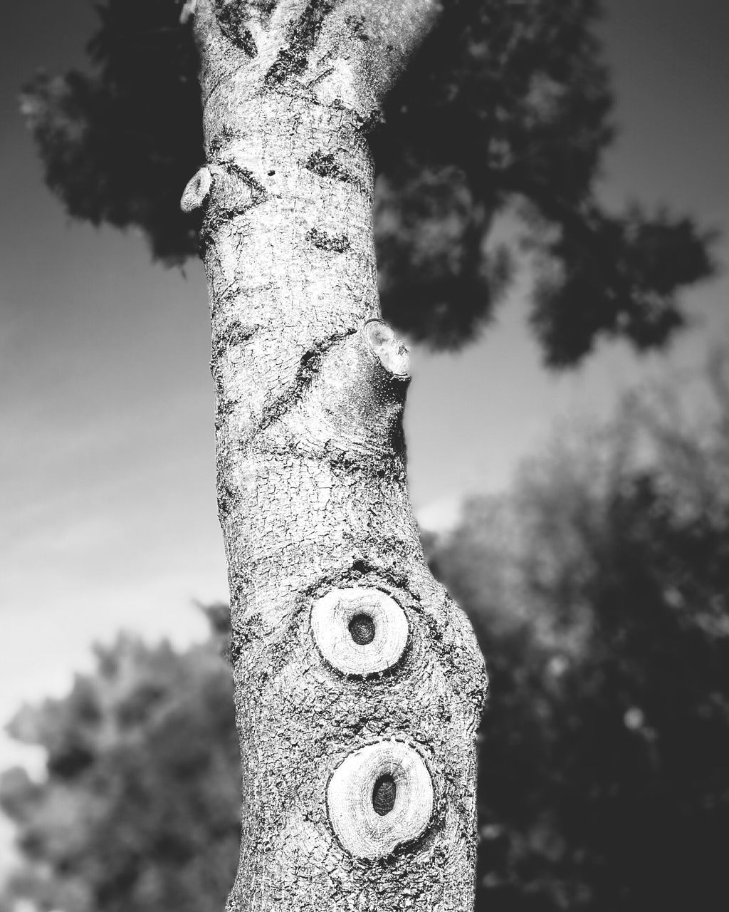 sky, tree, low angle view, focus on foreground, day, no people, close-up, outdoors, nature