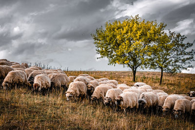 Sheep grazing on field against sky