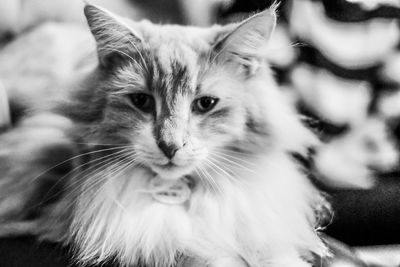 Close-up portrait of cat