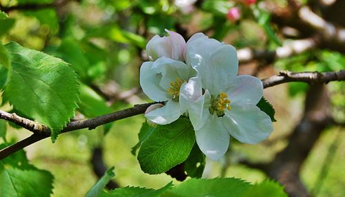 Close-up of flowers